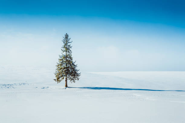 arbre de pin restant dans un champ neigeux avec le soleil - larch tree photos et images de collection