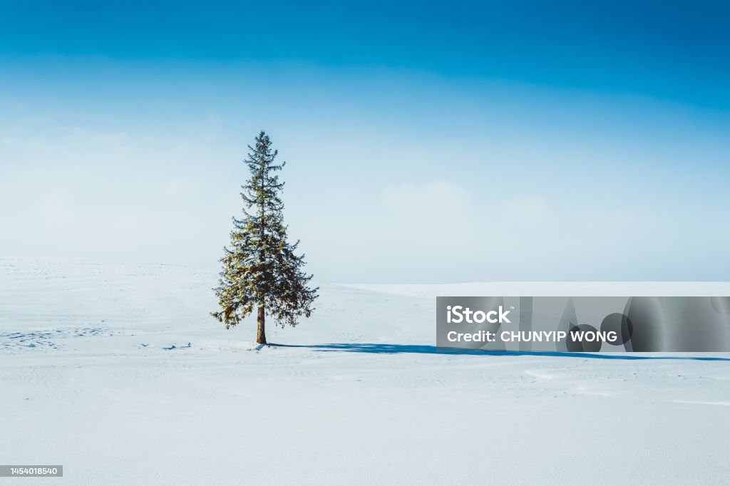 Pine tree standing in a snowy field with the sun Biei Town Stock Photo