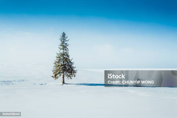 Pine Tree Standing In A Snowy Field With The Sun Stock Photo - Download Image Now - Biei Town, Asahikawa, Hokkaido