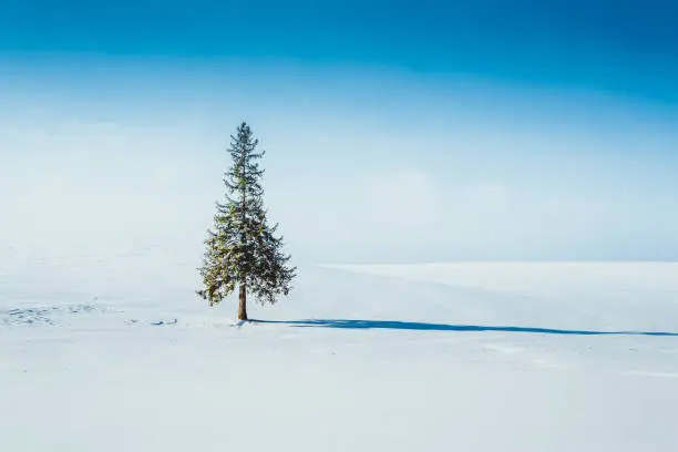 Photo of Pine tree standing in a snowy field with the sun