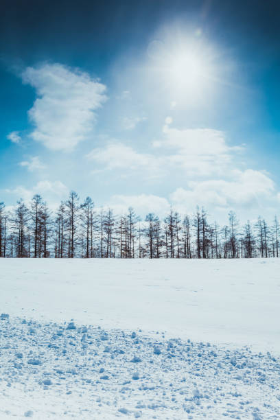 istock Larch forest on the snow hill and blue sky in Biei 1454018575