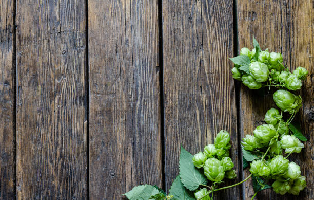 Die Hauptzutat der Brauerei - grüne Hopfenzapfen zweigen auf einer rustikalen Holztischfläche. Oktoberfest-Bierkonzept. Produkthintergrund. – Foto