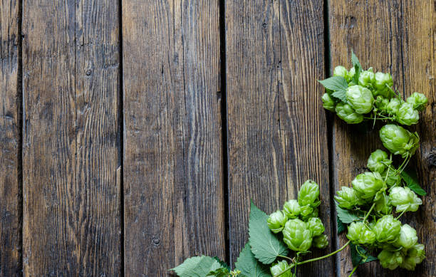 醸造所の主な材料であるグリーンホップコーンは、素朴な木製のテーブルの表面に小枝を伸ばしています。オクトーバーフェストビールのコンセプト。製品の背景。 ストックフォト