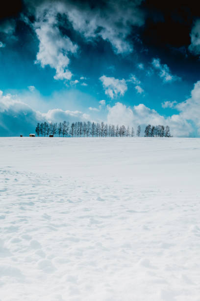 istock Larch forest on the snow hill and blue sky in Biei 1454018608
