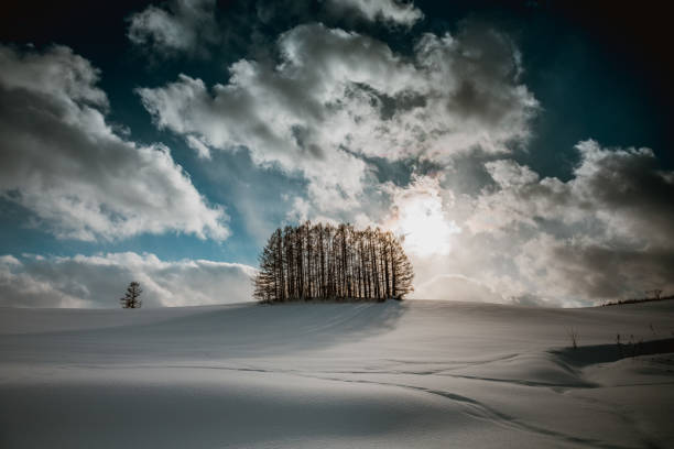 istock Larch forest on the snow hill and blue sky in Biei 1454018626