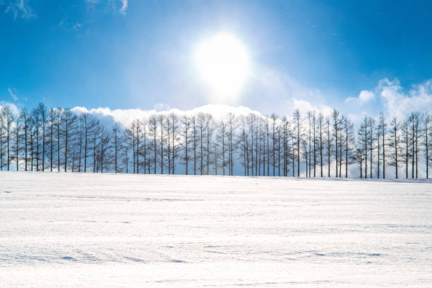 istock Larch forest on the snow hill and blue sky in Biei 1454018629