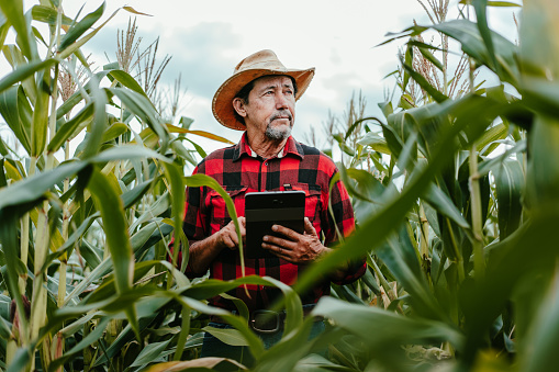 Hombre revisando el campo de maíz usando una tableta digital photo