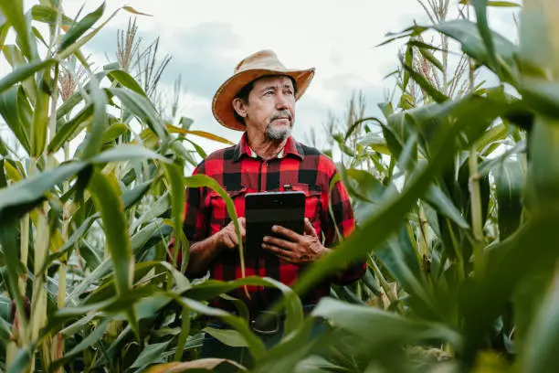 Photo of Man checking corn field using digital tablet