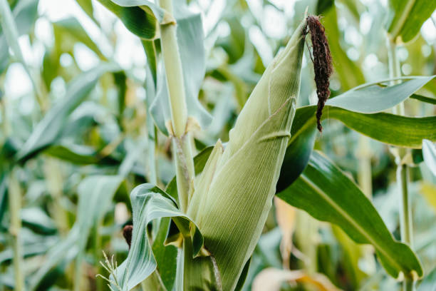 плантация кукурузы - agriculture close up corn corn on the cob стоковые фото и изображения