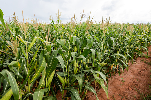 Closeup of a lush green cornfield with maizeplants against clear blue sky. Seen in Germany near Bad Orb in the Spessart area in July.