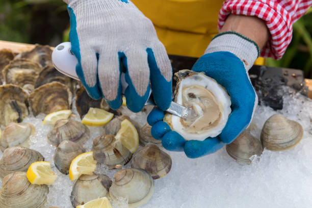 istock gloved hands shucking an oyster over ice 1454021172