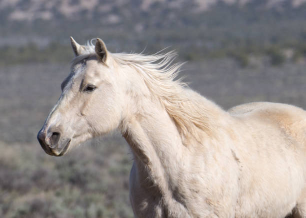 Palomino horse trots across field. in Craig, Colorado, United States