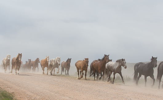Herd of horses running down dirt road. in Craig, Colorado, United States