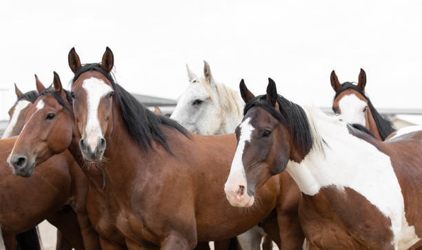 Rodeo horses walking back to pens. in Castle Rock, Colorado, United States