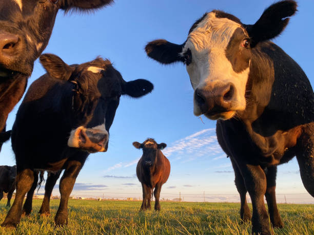 写真家を見ている好奇心旺盛な牛。 - grass fed ストックフォトと画像