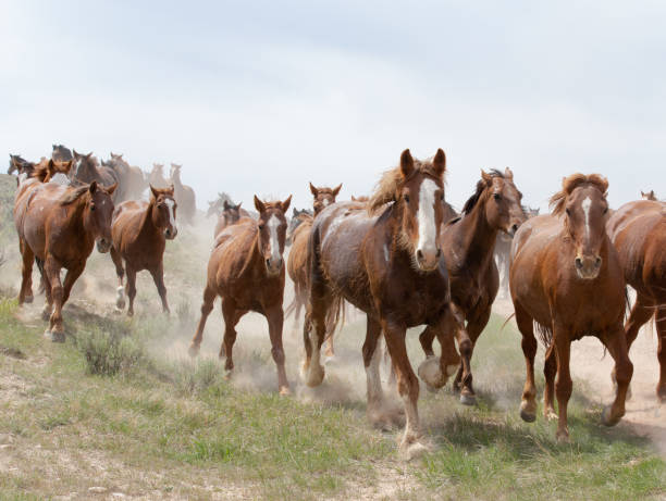 istock Horses running in a group toward the camera. 1454021402