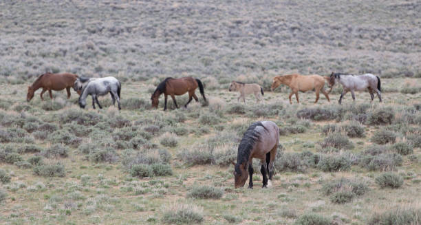 istock Line of horses walks behind lone stallion. 1454021414