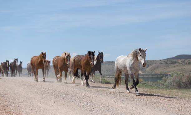 cheval gris menant son troupeau sur la route. - running horses photos et images de collection