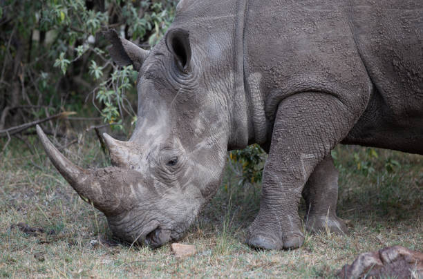 istock Single rhinoceros eating grass in Kenya Africa. 1454021441