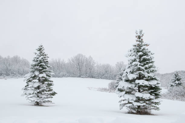 Pine trees covered in snow in country landscape. in Rockford, Minnesota, United States