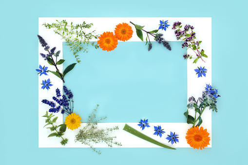 Flowers and herbs for natural plant based skin care flower remedies. Can help to heal and soothe psoriasis, eczema and wounds and acne. Nature floral flower remedy healthcare with white frame on blue.