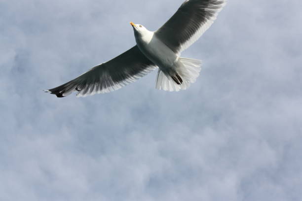 istock bird on the shore of Lake Baikal 1454023190