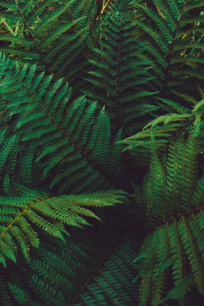 istock Natural green leaves background. 1454025798