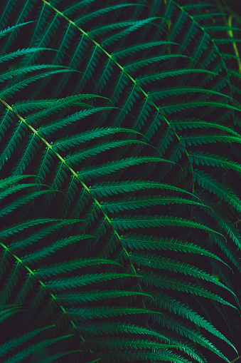 Natural green leaves background. Beautiful green pattern