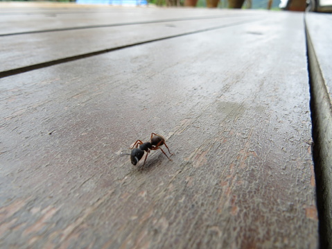 The ant running in the wood floor.