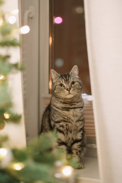 drôle de chat et le sapin de noël décoré. joyeux noël et nouvel an - 13283 photos et images de collection