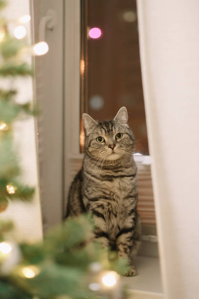 забавный кот и украшенная новогодняя елка. с рождеством и новым годом - 13283 стоковые фото и изображения