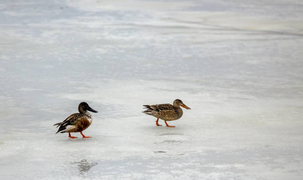 istock Birds on a frozen pond 1454027465