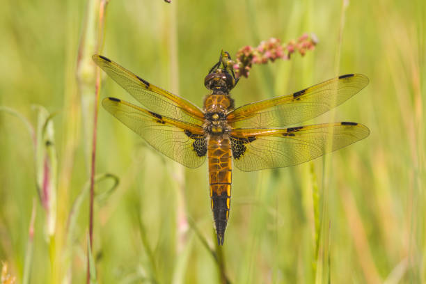 istock Close-up of a dragonfly 1454027720