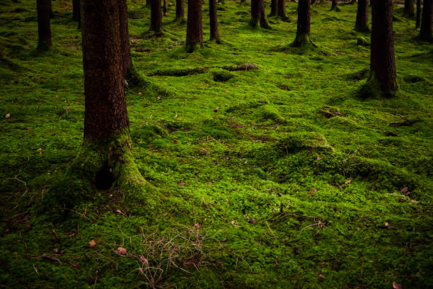 istock Needle trees in  Bavaria in winter 1454027778