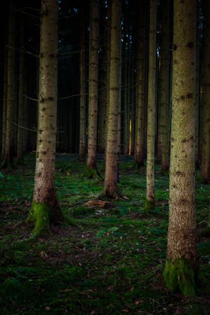 istock Needle trees in  Bavaria in winter 1454027783
