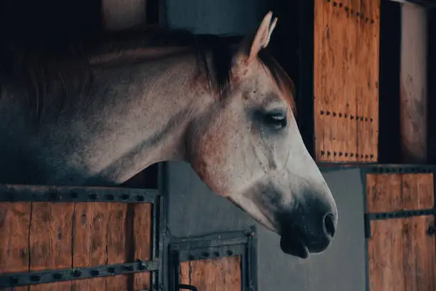 Photo of close-up portrait of a white, gray chestnut horse standing at the horse farm looking out the window in its stable