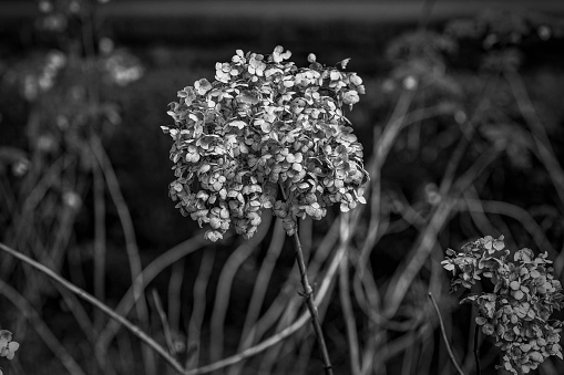 Up close view of a Hydrangea in winter in black and white.