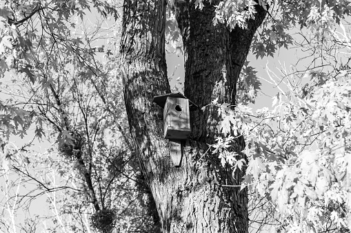 Photography on theme empty hanging birdhouse to natural forest tree, photo consisting of empty low birdhouse on deciduous tree, beautiful empty birdhouse at tree this is animal environment protection