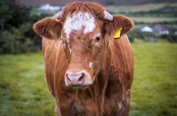 istock Brown limousin cow 1454030402