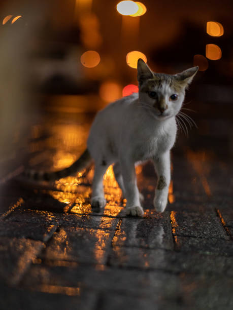 istock Photo of small white cat looking at the camera 1454030706