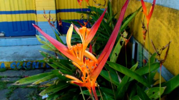 istock plant wild beri flower - canna limbata 1454031958