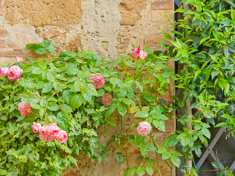 Red roses on a brick wall