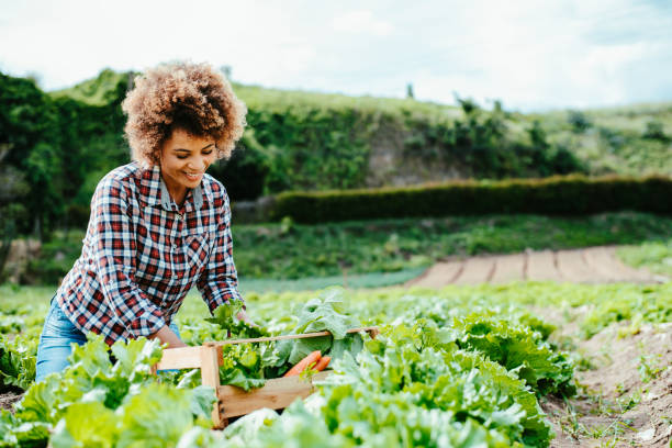 istock Woman picking lettuce in the garden 1454032737