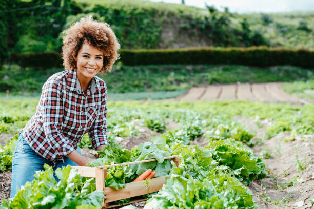 istock Woman picking lettuce in the garden 1454032744