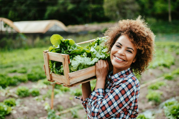 istock Woman picking lettuce in the garden 1454032776