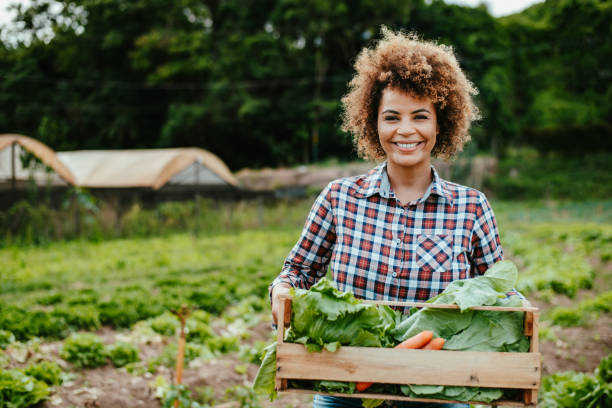istock Woman picking lettuce in the garden 1454032777