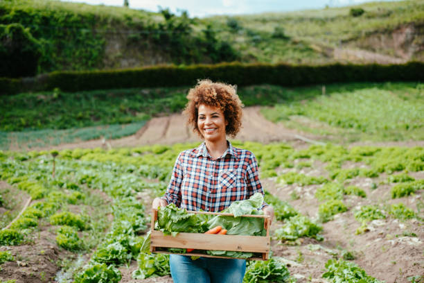 istock Woman picking lettuce in the garden 1454032780