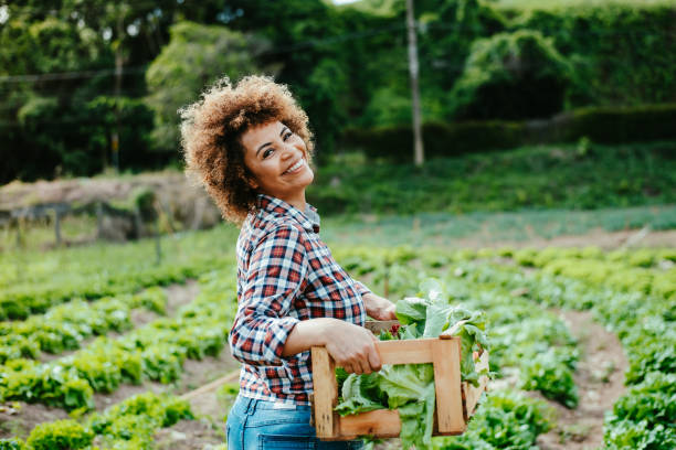 istock Woman picking lettuce in the garden 1454032816