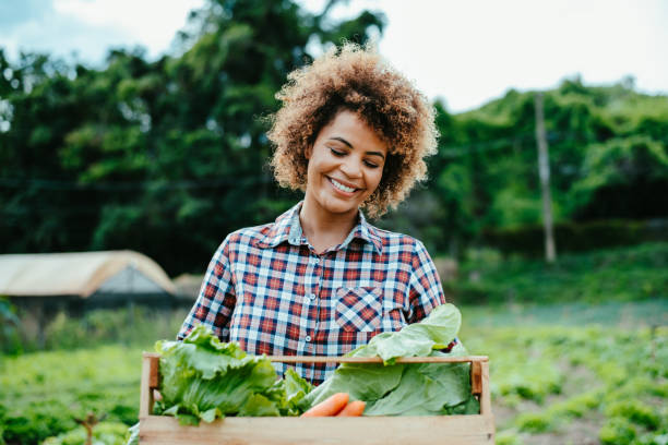 istock Woman picking lettuce in the garden 1454032824
