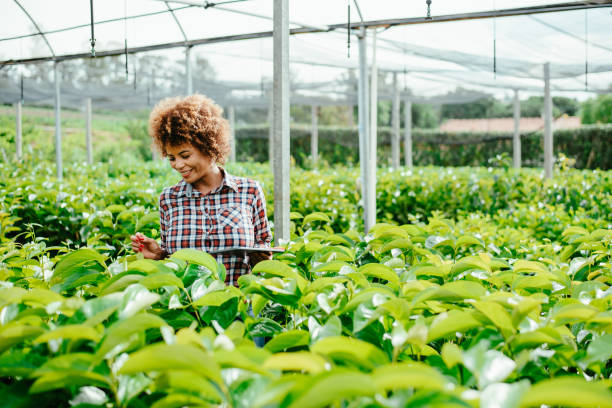 istock Woman checking crops in greenhouse using digital tablet 1454032864
